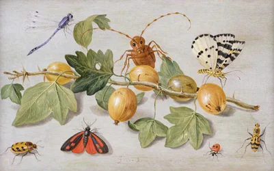 Stillleben mit einem Stachelbeerzweig, einem Schmetterling, einem Nachtfalter, einer Kleinlibelle und anderen Insekten